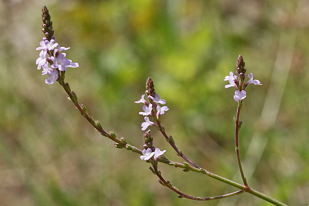 Verbena officinalis