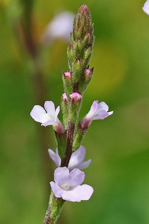 Verbena officinalis
