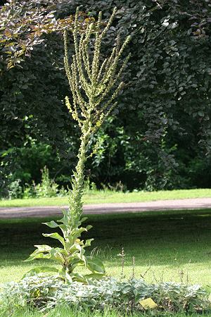 Verbascum olympicum
