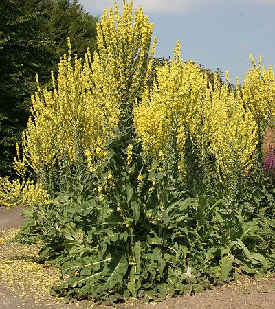 Verbascum olympicum