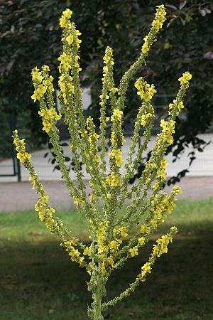 Verbascum olympicum