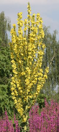 Verbascum olympicum