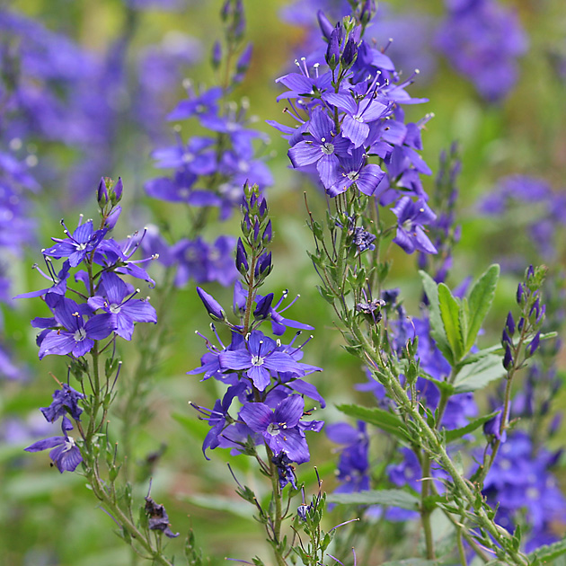 Veronica prostrata