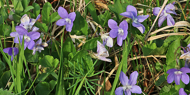 Viola reichenbachiana