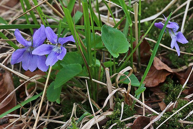 Viola reichenbachiana