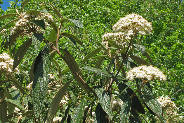 Pflanzen Adoxaceae Moschuskrautgewächse