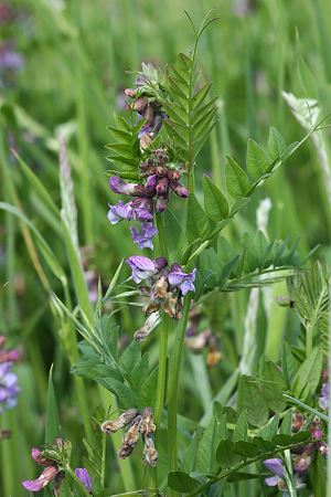 Vicia sepium