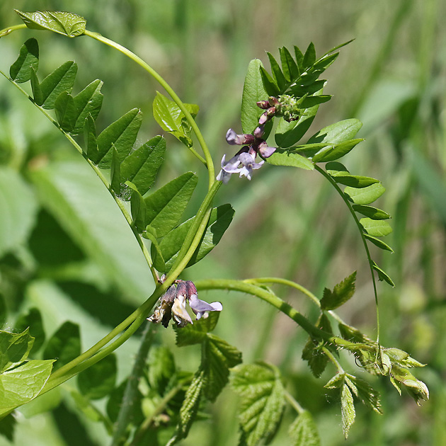 Vicia sepium