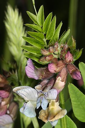 Vicia sepium