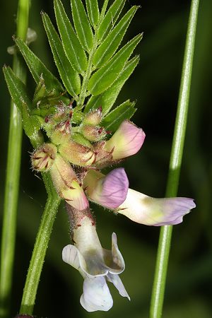 Vicia sepium