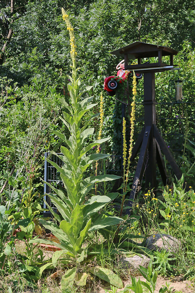 Verbascum thapsus
