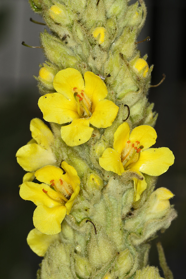 Verbascum thapsus