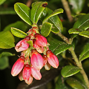 Vaccinium vitis-idaea
