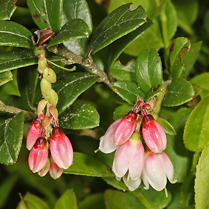 Vaccinium vitis-idaea