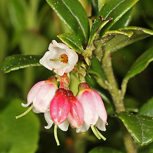 Vaccinium vitis-idaea