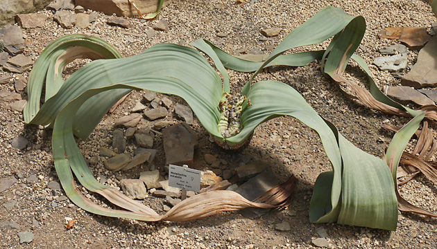 Welwitschia mirabilis (8.6.2024) Welwitschia mirabilis