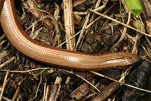 Blindschleiche (Anguis fragilis)
