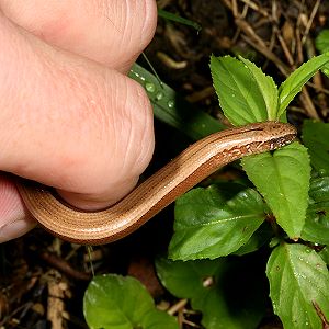 Blindschleiche (Anguis fragilis)