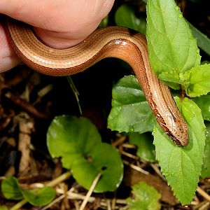 Blindschleiche (Anguis fragilis)