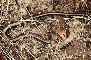 Blindschleiche (Anguis fragilis)