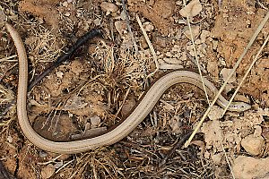 Blindschleiche (Anguis fragilis)