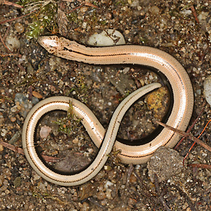Blindschleiche (Anguis fragilis)