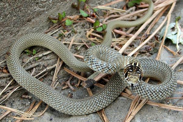 Tier und Natur Reptilien (Kriechtiere) Schlangen