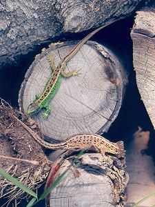 Zauneidechse, M & W
