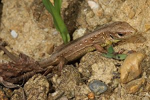 Junge Zauneidechse (Lacerta agilis), W