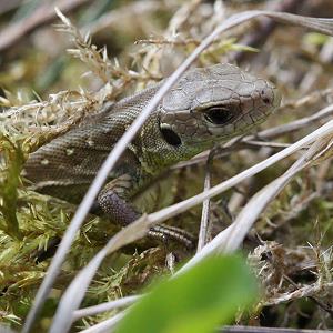 Junge Zauneidechse, W