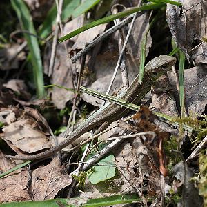 Junge Zauneidechse, W