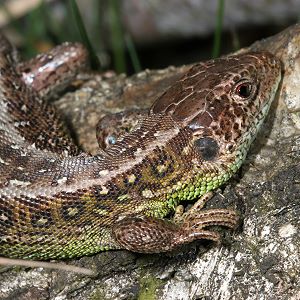 Zauneidechse, W & W.