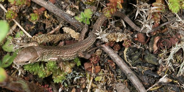 Junge Zauneidechse (Lacerta agilis)