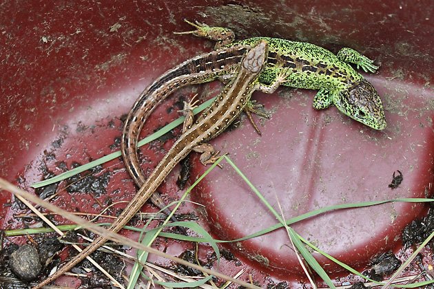 Zauneidechsen WM (Lacerta agilis)
