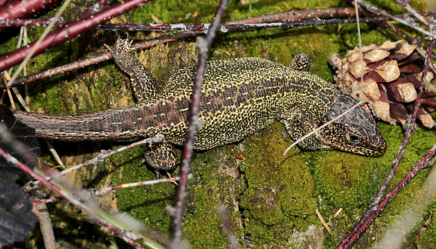M&auml;nnliche Zauneidechse (Lacerta agilis)