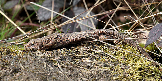 Weibliche Zauneidechse (Lacerta agilis)