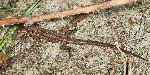 Junge Zauneidechse (Lacerta agilis)