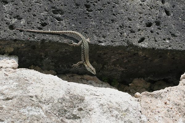 Mauereidechse (Podarcis muralis) Mauereidechse (Podarcis muralis)