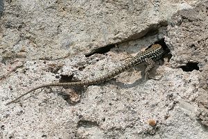Mauereidechse (Podarcis muralis) Mauereidechse