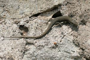 Mauereidechse (Podarcis muralis) Mauereidechse