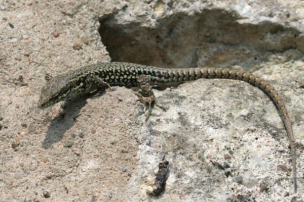 Mauereidechse (Podarcis muralis) Mauereidechse