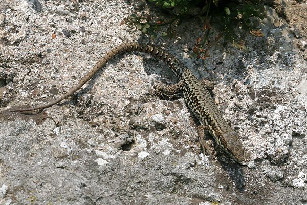 Mauereidechse (Podarcis muralis) Mauereidechse