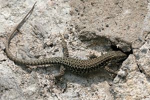 Mauereidechse (Podarcis muralis) Mauereidechse