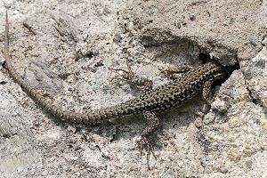 Mauereidechse (Podarcis muralis) Mauereidechse