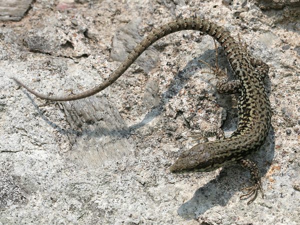 Mauereidechse (Podarcis muralis) Mauereidechse