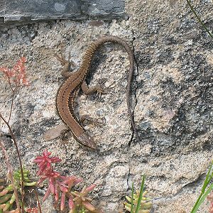 Mauereidechse (Podarcis muralis) Mauereidechse