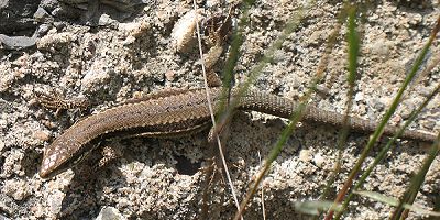 Mauereidechse (Podarcis muralis) Mauereidechse