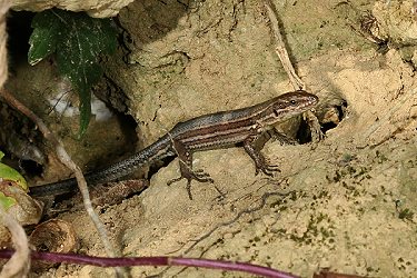 Mauereidechse (Podarcis muralis), niederländische Unterart Mauereidechse, niederl. Unterart