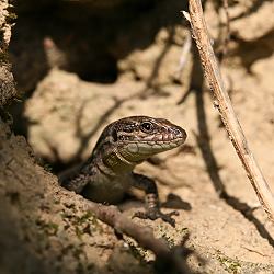 Mauereidechse (Podarcis muralis), niederländische Unterart Mauereidechse, niederl. Unterart