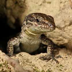 Mauereidechse (Podarcis muralis), niederländische Unterart Mauereidechse, niederl. Unterart